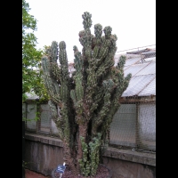 Cactus - Cereus Repandus f. Monstruosus (fam Cactecees) (Venezuela) (2)